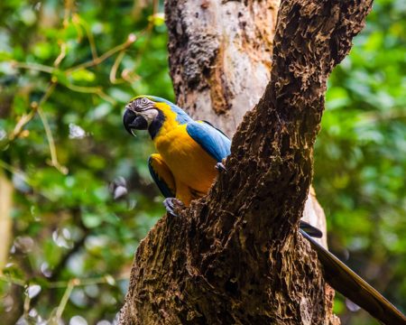 Parrot in the Tambopata national reserve | Ile Tours