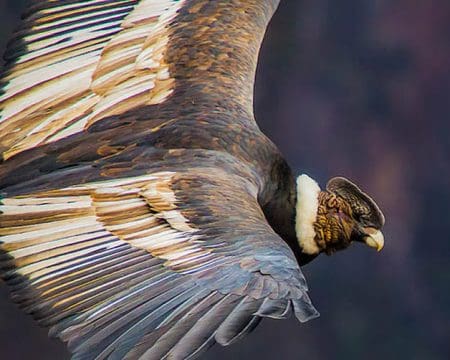 Condor | Ile Tours