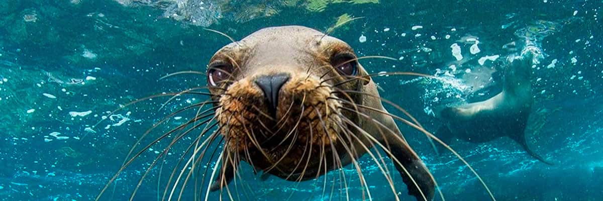 Seal looking at the camera | Ile Tours