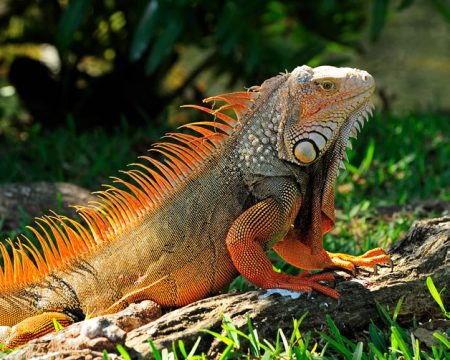 Iguana in the jungle of Iquitos | Ile Tours