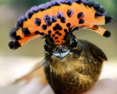 Bird in the jungle of Puerto Maldonado | Ile Tours