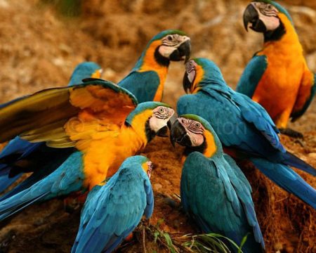 Macaws in Manu National Reserve | Ile Tours