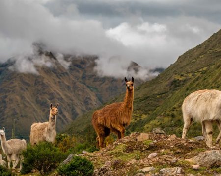 Llamas in Peru | Ile Tours