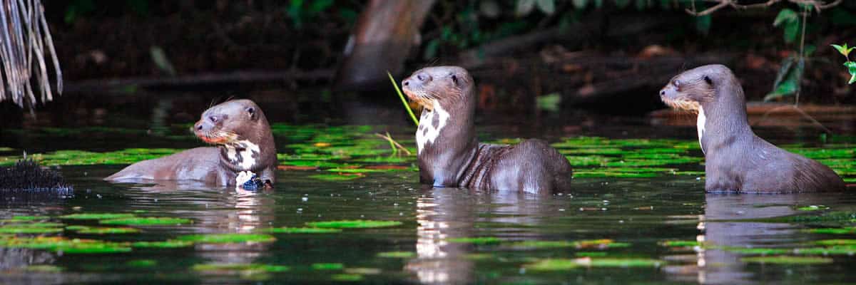 Otters in Manu National Reserve | Ile Tours