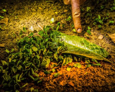 Ants and insects in the Manu National Reserve | Ile Tours