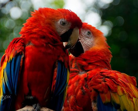 Parrots in the Peruvian jungle | Ile Tours