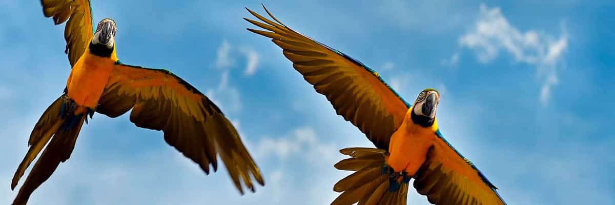 Parrots in the Peruvian jungle | Ile Tours