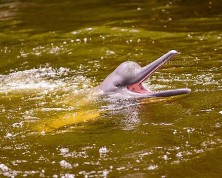 Pink river dolphin in Iquitos Amazonas | Ile Tours