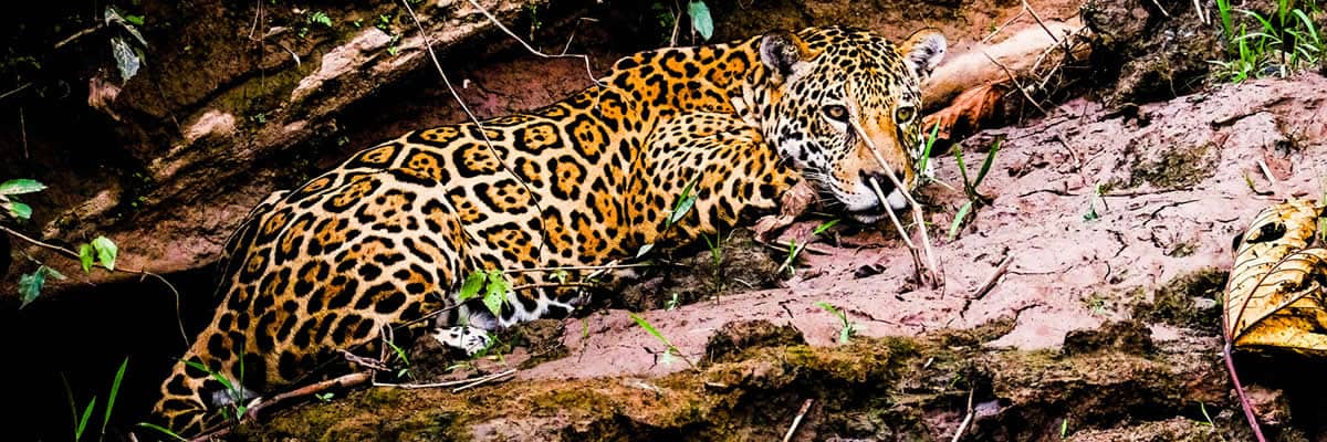 Leopard in the Tambopata National Reserve | Ile Tours