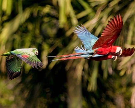 parrots in the Tambopata National Reserve | Ile Tours