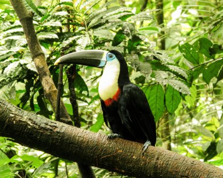 Tucan in the jungle of Peru | Ile Tours